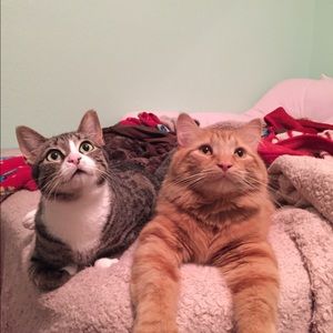 Meet your Posher, Paige